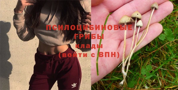 ГАЛЛЮЦИНОГЕННЫЕ ГРИБЫ Богданович